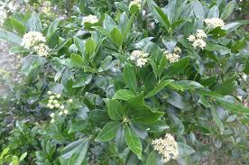 Image result for Rutaceae