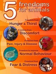 The Five Animal Freedoms Animals Animal Quotes Freedom