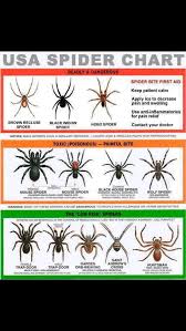 6 Usa Spider Identification Chart Good Info On Habitat