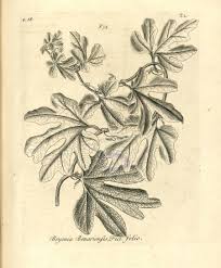 Image result for Cayaponia