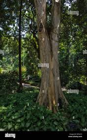 Image result for Caesalpinia ferrea