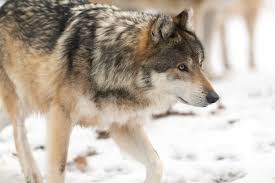 See who is a fan of wolf hunt. Judge Orders Dnr To Begin February Wolf Hunt Wisconsin Public Radio