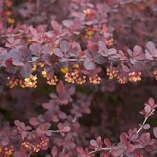 Image result for Berberis thunbergii