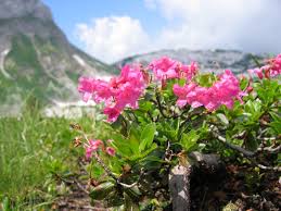 Image result for Monadenium hirsutum