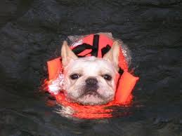 Do bulldogs need special collars? Can French Bulldogs Swim French Bulldogs In Water French Bulldog Bulldog Bulldog Puppies