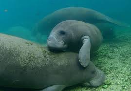 Petting zoo manatee mom and baby 10 plush bright eyes pocketz series. Baby Manatee Crystal River Florida Birds Underwater
