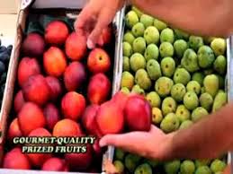 Dec 01, 2020 · there are four different fruit salad trees available: Fruit Salad Tree Reviews Too Good To Be True