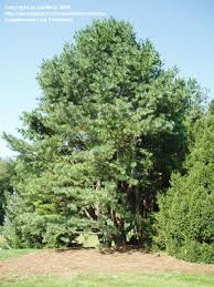 Pinus flexilis vanderwolf's pyramid preferuje gleby wilgotne, ale dobrze zdrenowane. Plantfiles Pictures Limber Pine Vanderwolf S Pyramid Pinus Flexilis By Equilibrium