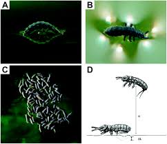 For example, your situation may be solvable by more than one treatment option. The Springtail Cuticle As A Blueprint For Omniphobic Surfaces Chemical Society Reviews Rsc Publishing Doi 10 1039 C5cs00438a