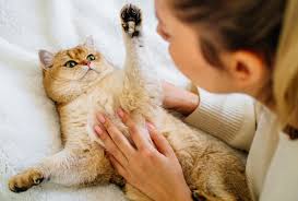 Image result for adorable cat