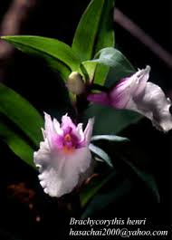 Image result for Brachycorythis