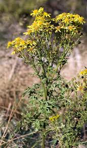 Image result for Jacobaea