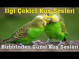 hayvanlar ve hayvan sesleri panosundaki pin