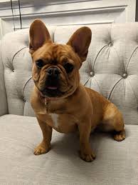 They have a solid coat with the signature the spectrum can range with a fawn frenchie, but typically it's anywhere between the tan and red. French Bulldog Colors With Pictures Pets Kb