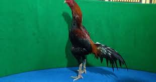 Team jagonya ayam ● sc : Import L012 Limted Edition Win 5x Mr Poukhphound Tradngon Plat Gold Sold Out
