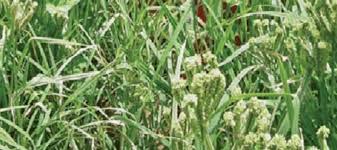 Image result for Eleusine coracana