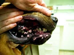 Hilfe Bei Hauterkrankung Durch Interferon Hundewelt At