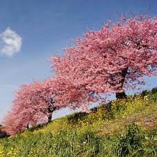 We did not find results for: Kwanzan Flowering Cherry Trees For Sale Fastgrowingtrees Com