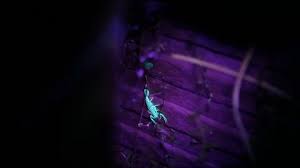 We did not find results for: Backyard Scorpion Under Blacklight Stock Video Pond5