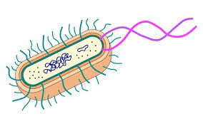 Revise animal and plant cells for your gcse biology exams on this dedicated page. Prokaryotic Cells Bioninja