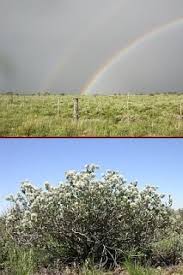 Image result for Leucosphaera bainesii