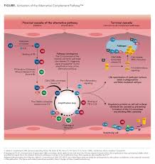 Image result for Complement Pathway