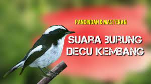 Download lagu suara burung decu kembang mp3 gratis dalam format mp3 dan mp4. Kicau Burung Decu Kembang Buat Masteran Burung Bahan Youtube