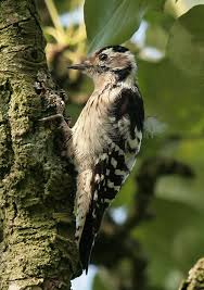 Kleinspecht Forum Fur Naturfotografen Kleinspecht Specht Spechte