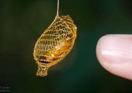 Urodid Moth Cocoon Moth Moth Cocoon Nature 3d