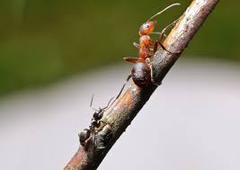 We did not find results for: Gartentipps Ameisen Wirksam Vertreiben Ç€ Husmann Blog