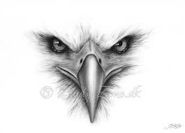 Pencil Drawings Eagle Faces Google Search Eagle Drawing Animal Drawings Face Drawing