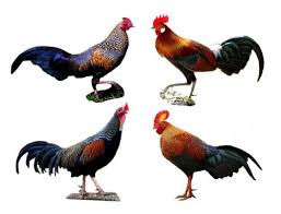 Hasil Persilangan Ayam Kampung Ayam Kate Ayam Alas Dan Ayam Bekisar Ayam Jalani Hidup Hidup Sehat