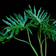 Image result for Thaumatophyllum