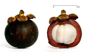 #1 in wholesale dietary supplements File Mangosteen Scale V2 Jpg Wikipedia