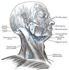 The lymph nodes in the neck have historically been divided into at least six anatomic neck lymph node levels for the purpose of head and neck cancer staging and therapy planning. Occipital Lymph Nodes Wikipedia