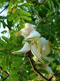 Image result for Craibia grandiflora