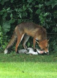 Is there a real risk of cats being attacked by foxes and what when someone asked me this question, my instinctive answer was that fox attacks on cats are exceptionally rare. Red Fox Diet What Foxes Eat Wildlife Online