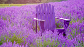 Lavender Retreat