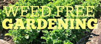 Maybe you would like to learn more about one of these? No More Weeds Here S My Secret To Weed Free Gardening Farm Fresh For Life Real Food For Health Wellness