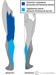 With regards to peripheral nerve lesions this blog will discuss only the sensory deficits and how we might be able to distinguish the pattern of sensory loss related to a spinal nerve level or peripheral. The Femoral Nerve Course Motor Sensory Teachmeanatomy
