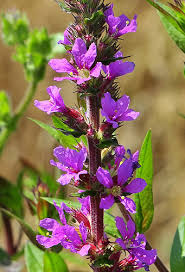 We did not find results for: Purple Loosestrife Invasive Exotic Plants Of North Carolina Inaturalist