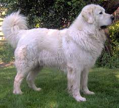 The following breeders specified as ptsca club members are members of the polish tatra sheepdog club of america and have agreed to our club's code of ethics. Kalina Porosha Sniezyka Bajka Of Bialy Domownik Owczarek Podhalanski Livestock Guardian Dog Breeds Top Dog Breeds Livestock Guardian Dog