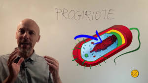 Le cellule eucariote possono essere molto più grandi(10÷ 100 µm) di quelle procariote (1÷ 10 µm) sono organismi procarioti tutti i batteri. Cellula Procariote E Cellula Eucariote Youtube