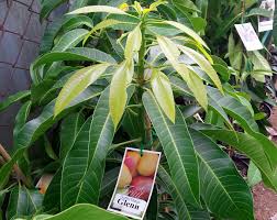 Durian fruit can be suspended from any branch and mature for about three months after pollination. Grafted Fruit Trees Vs Seedlings Ladybird Fruit Trees Plant Nursery