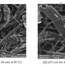 Image result for Xyris capensis