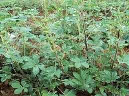 I chose a mild beef curry but my friend had a lamb 'vindaloo'. Narok Farmer Earns Sh8 000 A Week From Traditional Vegetables