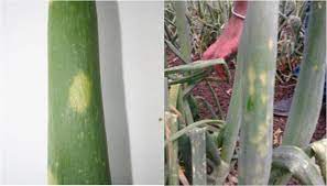 Like these viruses, tcsv is transmitted by thrips. A Survey On The Infection Of Onion Yellow Dwarf Virus And Iris Yellow Spot Tospovirus In Seed And Bulb Productions Systems Of Onion In Calabria Italy Springerlink