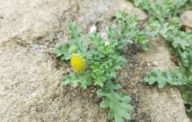 Image result for Grangea anthemoides