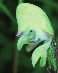 Image result for Disperis reklieberae