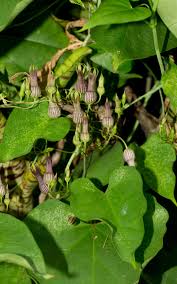 Image result for Schlechterina mitostemmatoides